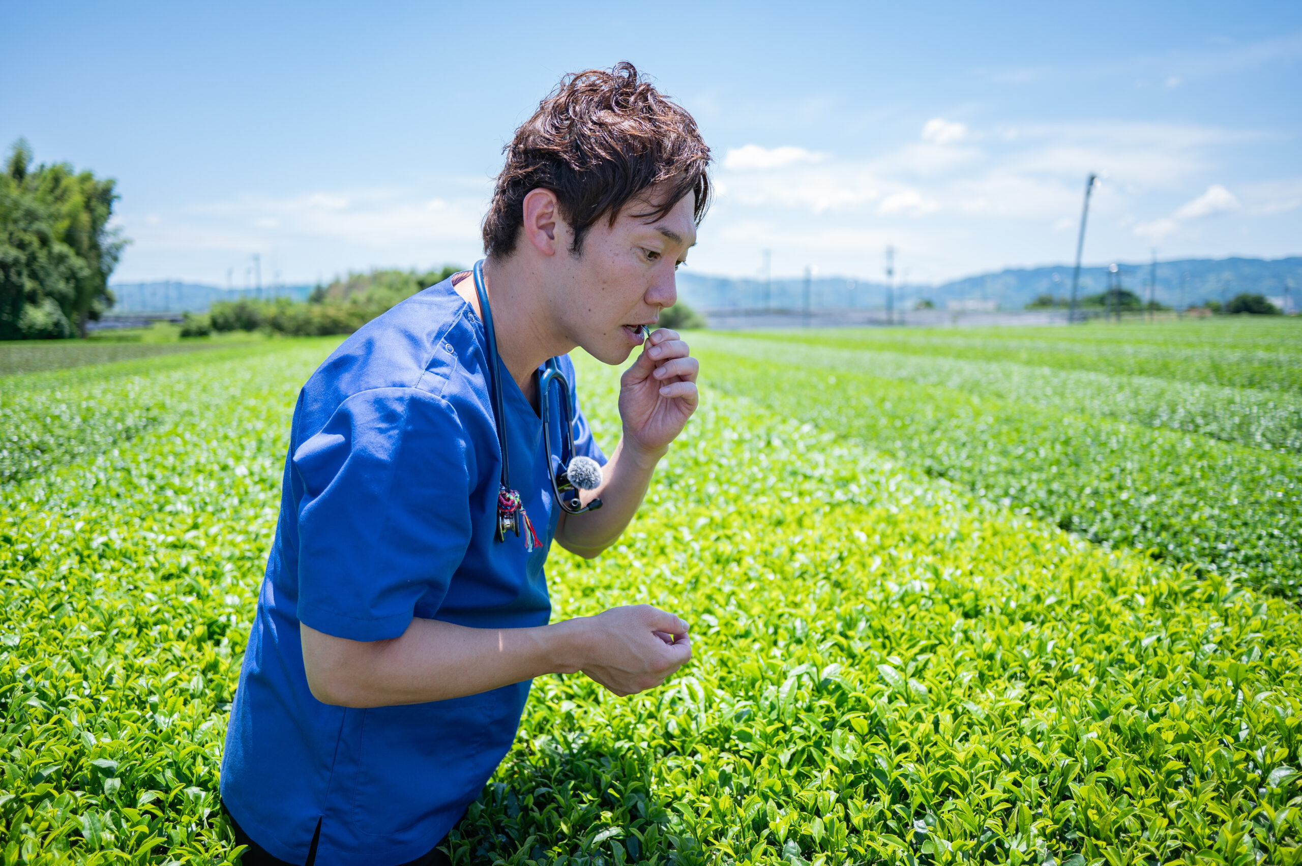 お茶畑